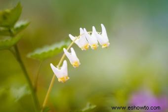 6 plantas y flores de clima frío para agregar a su jardín