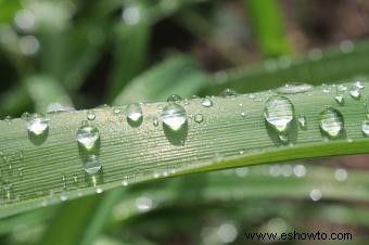 6 hábitos de jardinería que probablemente estés haciendo mal