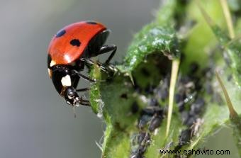 6 hábitos de jardinería que probablemente estés haciendo mal