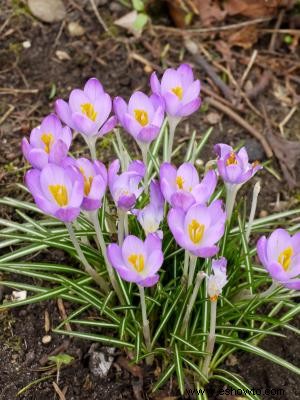 Una lista de flores de primavera