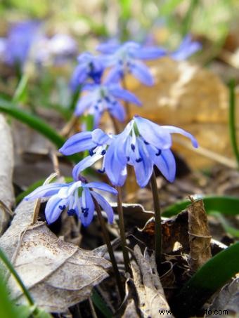 Una lista de flores de primavera