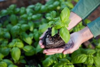 Plántulas de albahaca:todo lo que necesitas saber sobre su cultivo