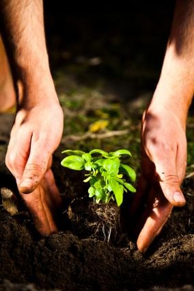 Plántulas de albahaca:todo lo que necesitas saber sobre su cultivo