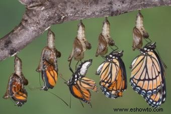 Ciclo de vida de las mariposas