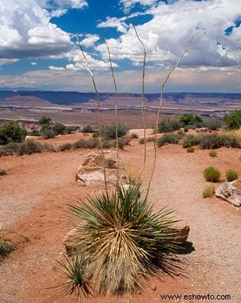 Plantas del desierto