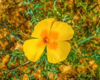 Plantas del desierto