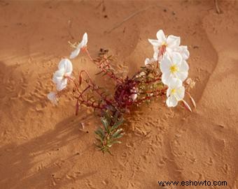 Plantas del desierto