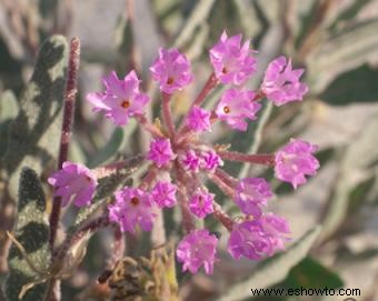 Plantas del desierto