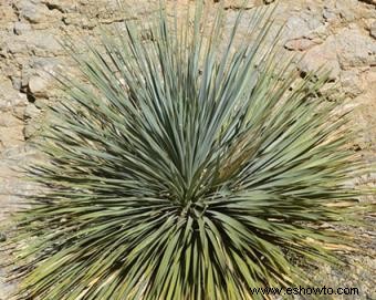 Plantas del desierto