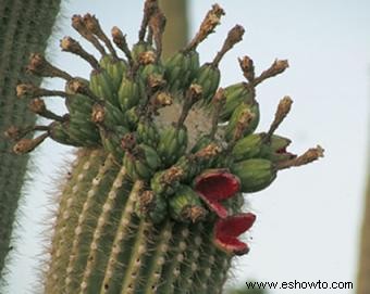 Plantas del desierto