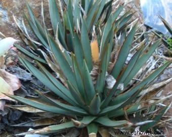 Plantas del desierto