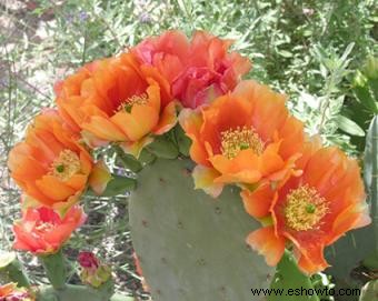 Plantas del desierto