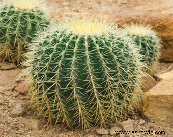 Plantas del desierto