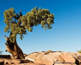 Plantas del desierto