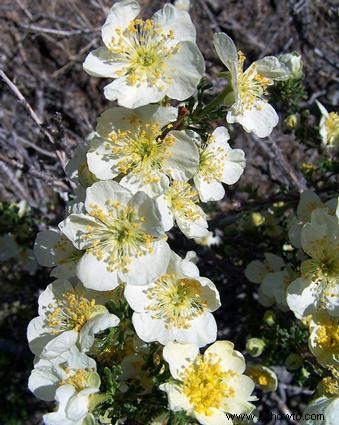 Plantas del desierto