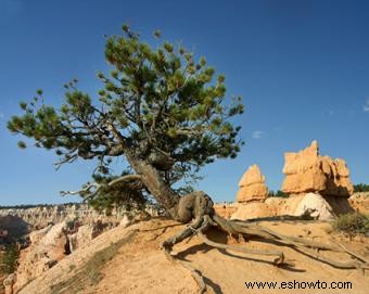 Plantas del desierto