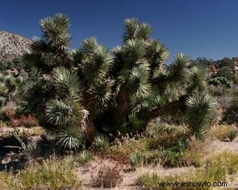 Plantas del desierto