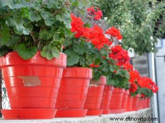 Plantas y flores resistentes a la sequía