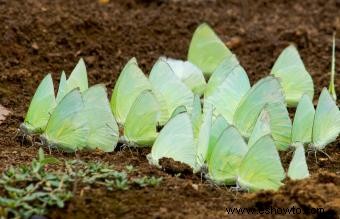 Datos sobre las mariposas