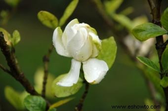 Fertilizante para Gardenias