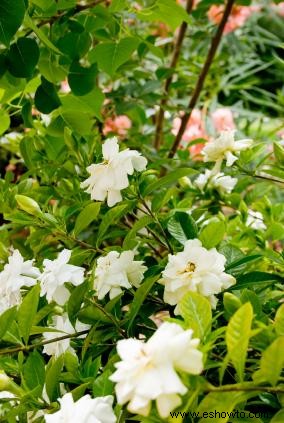 Fertilizante para Gardenias