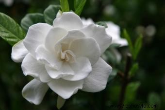 Fertilizante para Gardenias