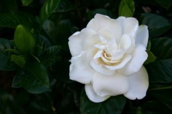 Poda de Gardenia