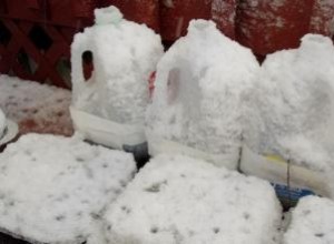 Guía completa para principiantes: Siembra de semillas en contenedores durante el invierno