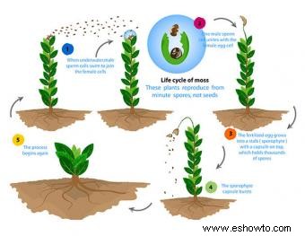 ¿Cómo se reproducen las plantas sin flores?