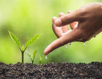 ¿Cómo crecen las plantas?