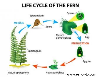 ¿Cómo se reproducen las plantas sin flores?