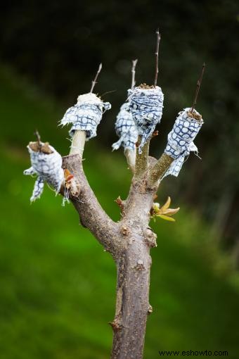 ¿Cómo crecen las plantas?