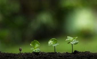 ¿Cómo crecen las plantas?