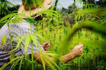 Cómo cultivar marihuana