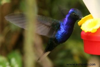 Cómo hacer alimento para colibríes para el comedero de tu jardín