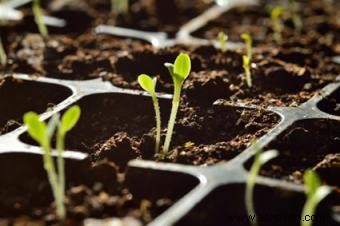 Cómo propagar plantas