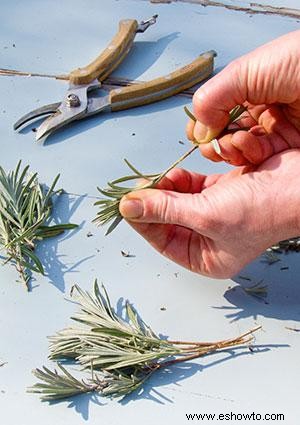 Cómo propagar plantas