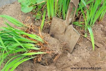 Cómo propagar plantas