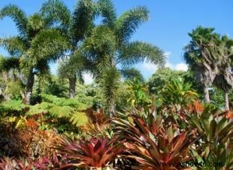 Cómo proteger las plantas tropicales en el invierno