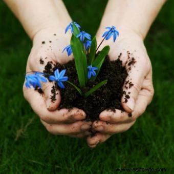 Cómo iniciar un jardín de flores