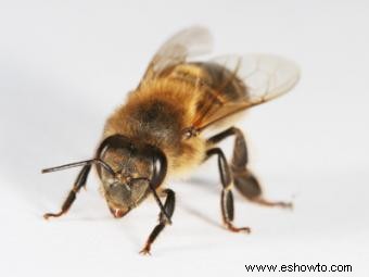 Datos interesantes sobre las abejas melíferas