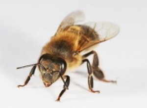 Datos Fascinantes sobre las Abejas Melíferas: Tipos, Ciclo Vital y Curiosidades Esenciales