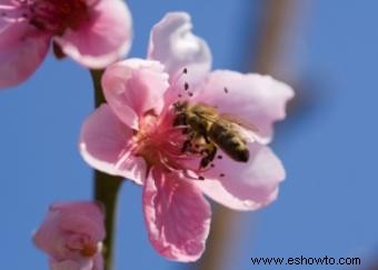 Datos interesantes sobre las abejas melíferas