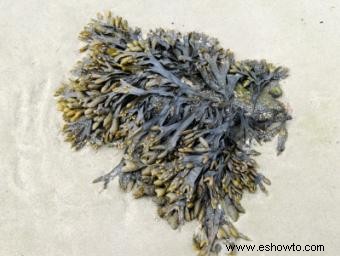 Fertilizante de harina de algas marinas