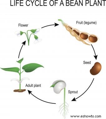 Ciclo de vida de la planta de frijol