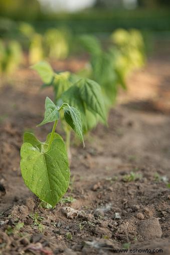 Ciclo de vida de la planta de frijol