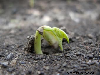 Ciclo de vida de la planta de frijol