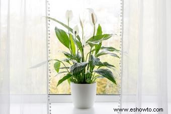 Peace Lily:Consejos de cuidado y cultivo para una planta vibrante e indulgente