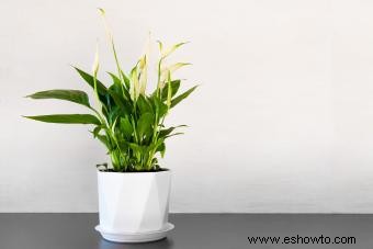 Peace Lily:Consejos de cuidado y cultivo para una planta vibrante e indulgente