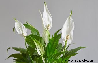 Peace Lily:Consejos de cuidado y cultivo para una planta vibrante e indulgente